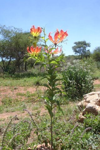 Gloriosa superba erect without support